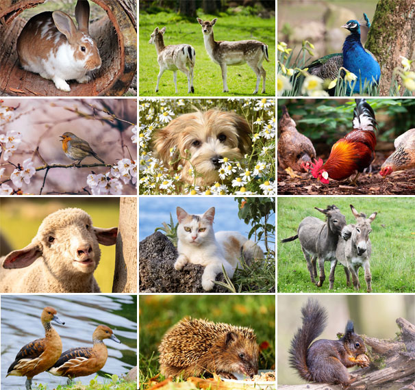 Muurkalender 2025 Animals 13p 30x47cm Prenten