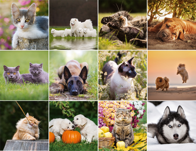 Muurkalender 2024 Cats & Dogs 13p 22x41cm Prenten