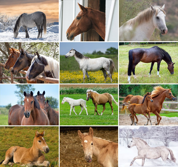 Muurkalender 2025 Horses 13p 30x47cm Prenten