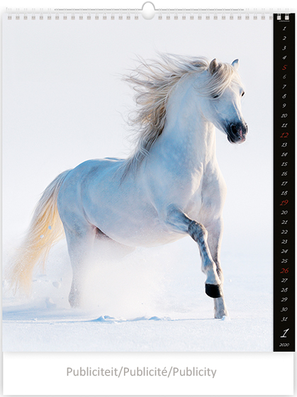 Muurkalender 2020 Horses Dreaming 13p 45x59cm