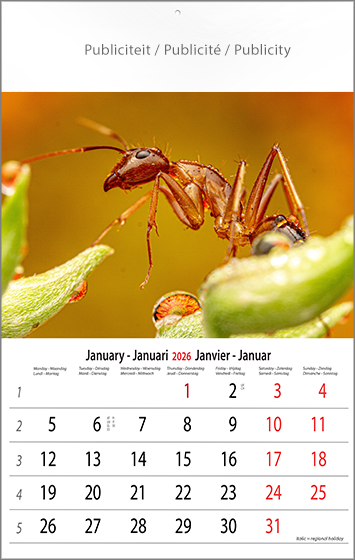 Muurkalender 2026 Macro 13p 30x47cm