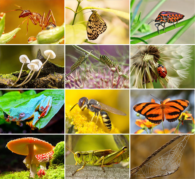 Muurkalender 2026 Macro 13p 30x47cm Prenten