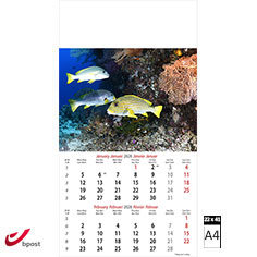 Muurkalender 2026 Ocean Wonders 6 bladen