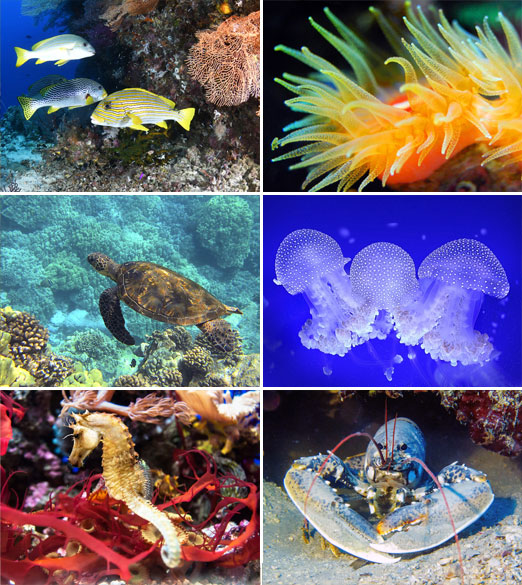 Muurkalender 2026 Ocean Wonders 6p 22x41 Prenten