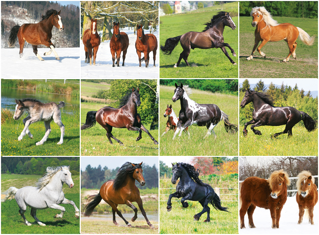 Muurkalender 2020 Paarden 13p 30x30cm Prenten