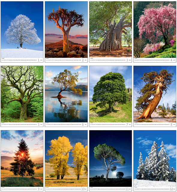 Muurkalender 2024 Trees 13p 31x52cm Prenten