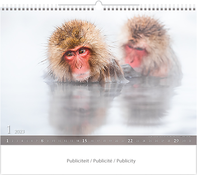 Muurkalender 2023 Wildlife 13p 48x41cm