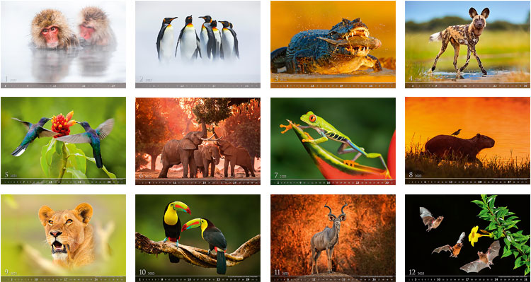 Muurkalender 2023 Wildlife 13p 48x41cm Prenten
