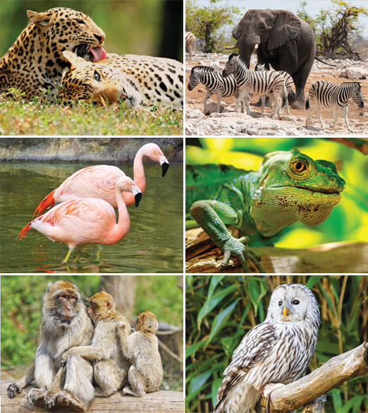 Muurkalender 2026 Wildlife 6p 22x41 Prenten